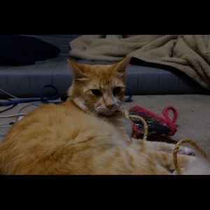 Meet your Posher, Alan